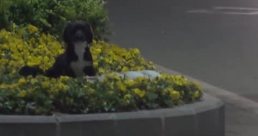 Пес охранял тело погибшего на дороге сородича - ВИДЕО