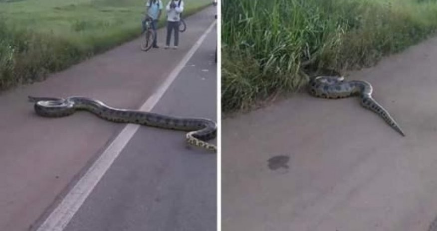 Огромная анаконда остановила движение в Бразилии - ВИДЕО