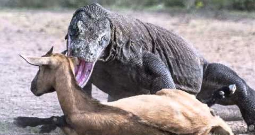 Nəhəng kərtənkələ maralı diri-diri yedi- VİDEO (18+)