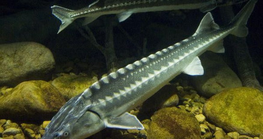 Водная полиция: 99,9% продаваемых на рынках Азербайджана осетровых завезены из-за рубежа