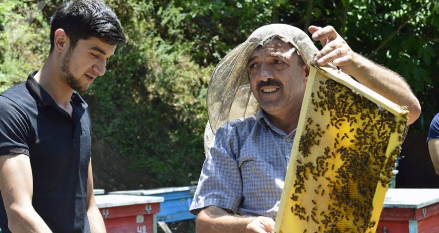 Азербайджан вдвое увеличит производство меда