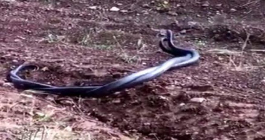 Görənlər telefonla çəkdi - ANBAAN VİDEO