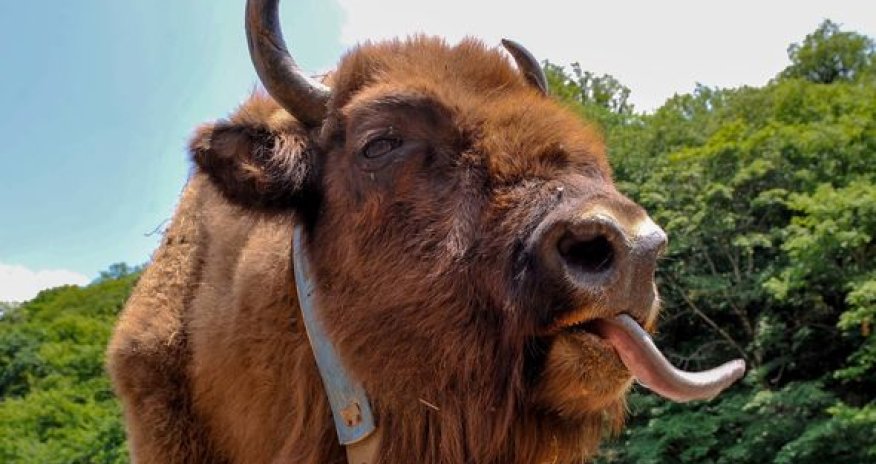 92 il sonra Qafqaz dağlarında ilk zubrlar göründü: Onlara İsmayıllıda baxa bilərsiniz - FOTO/VİDEO