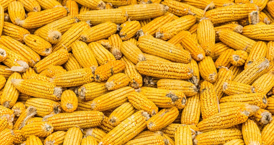 Production of hybrid corn seeds begins in Azerbaijan’s Aghjabadi district