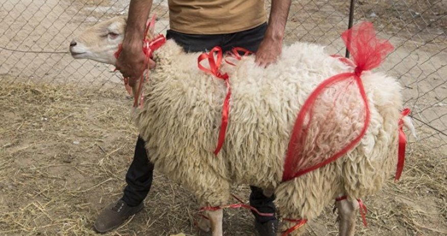 QMİ qurban kəsimi ilə bağlı tövsiyələrini açıqladı