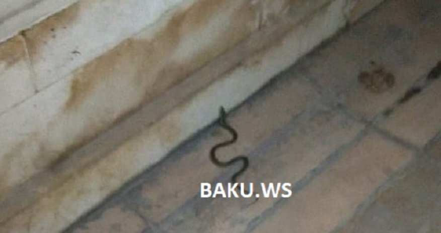 Bakını ilanlar basıb – Bulvar və ticarət mərkəzlərində sürünürlər – VİDEO 