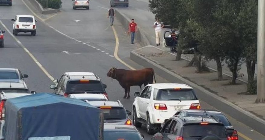 В Баку бык отказался стать жертвой -  ВИДЕО