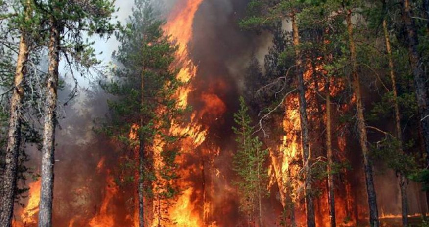 МЧС обнародовало информацию о пожаре в Губе