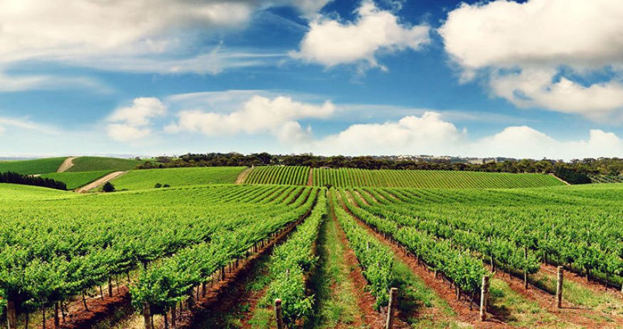 Azərbaycanda gələn ildən aqrar sığorta mexanizmi işə salınacaq