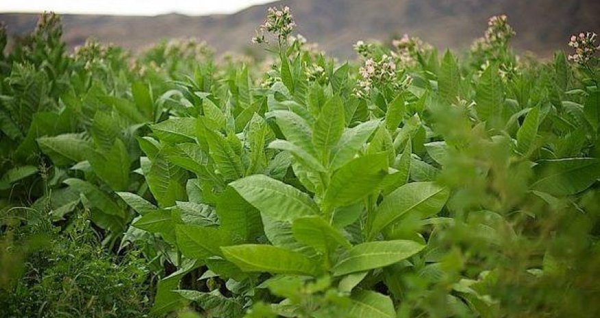 «Азертютюн» поднял закупочные цены на табачное сырье азербайджанских фермеров