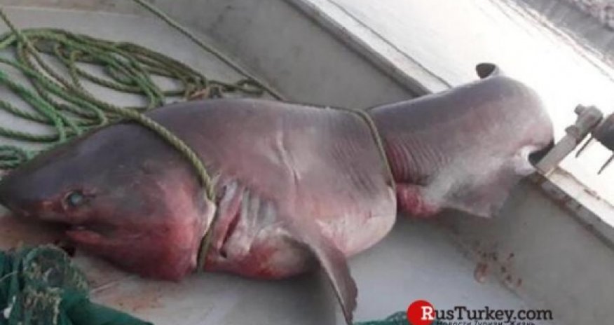 Пятиметровую акулу поймали у берегов Турции