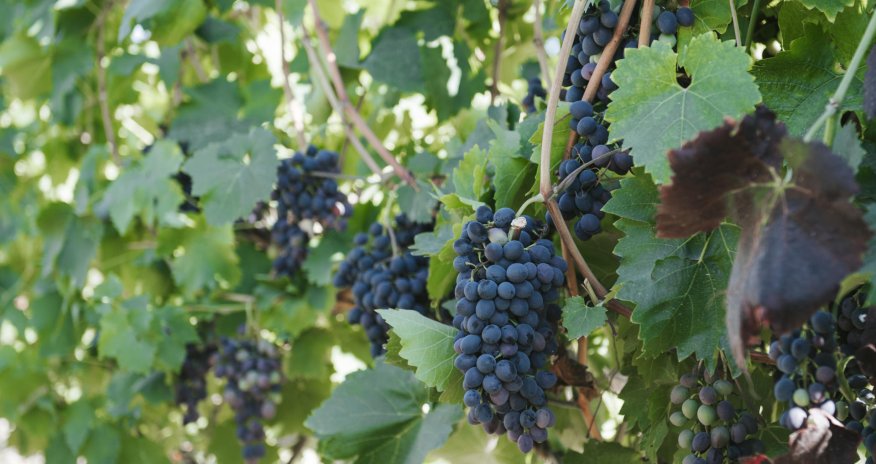 Azerbaijan establishes first cooperative in field of viticulture in Shamakhi District (PHOTO)