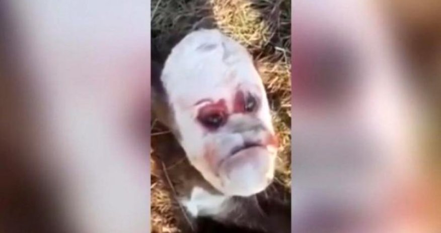 Hər kəs şokda: insan üzlü buzov doğuldu - VİDEO