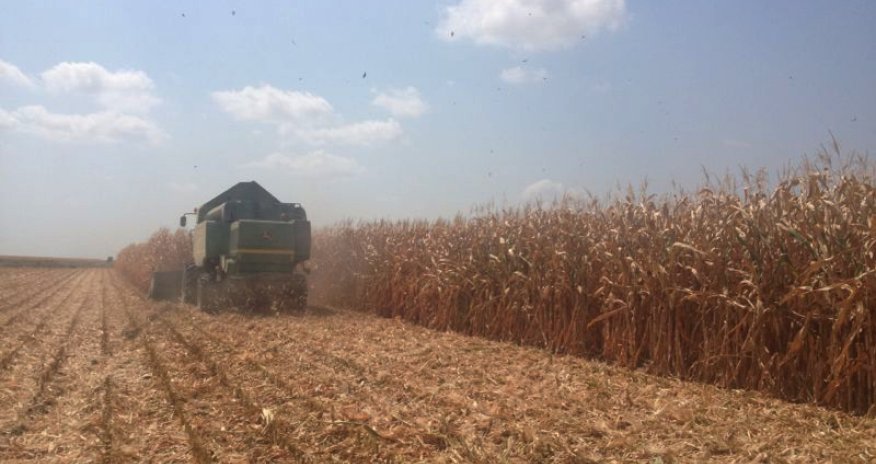 Azerbaijan starts exporting corn (Exclusive)