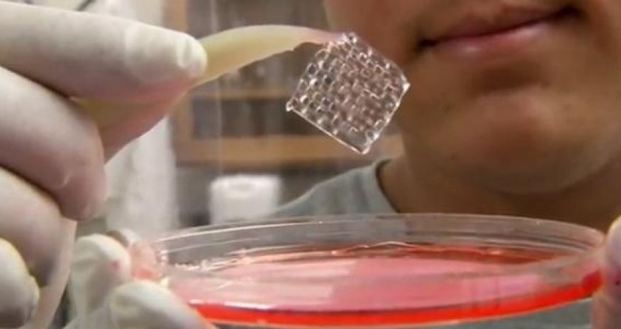 China, Australia plan to develop biomaterials for 3D-printed living tissue