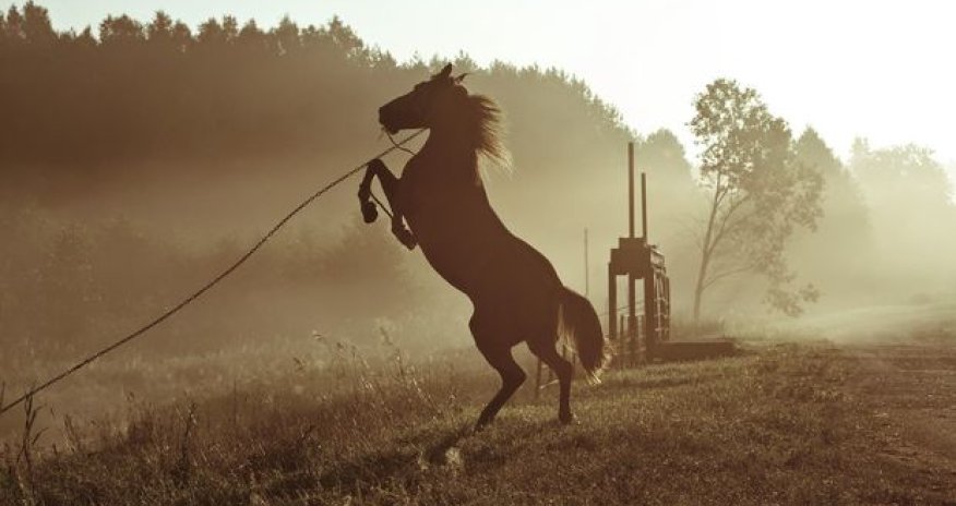 Dəhşətli qəddarlığın təfərrüatı: İplə ata bağladılar, oğlunu və özünü döydülər, sonra sürüdülər -VİDEO