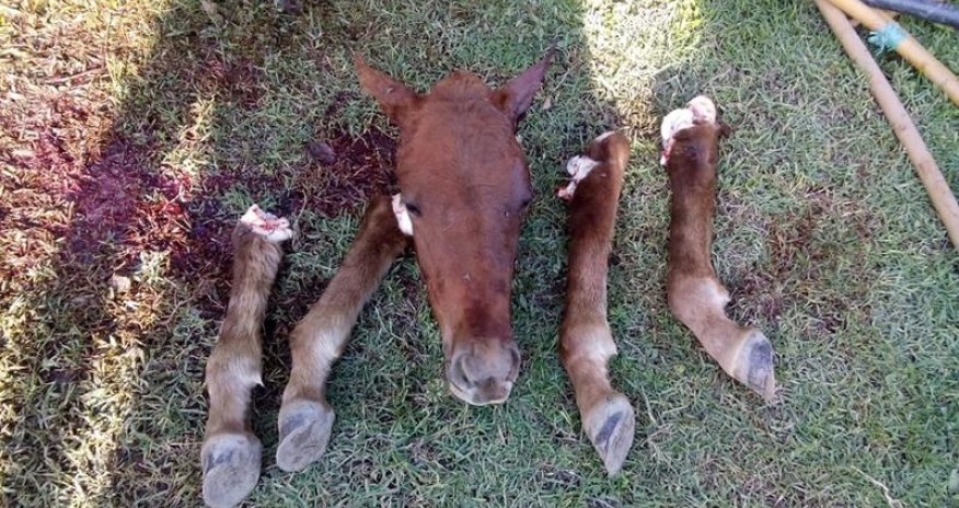 Azərbaycanda istehlak məqsədilə at kəsdilər - FOTOLAR