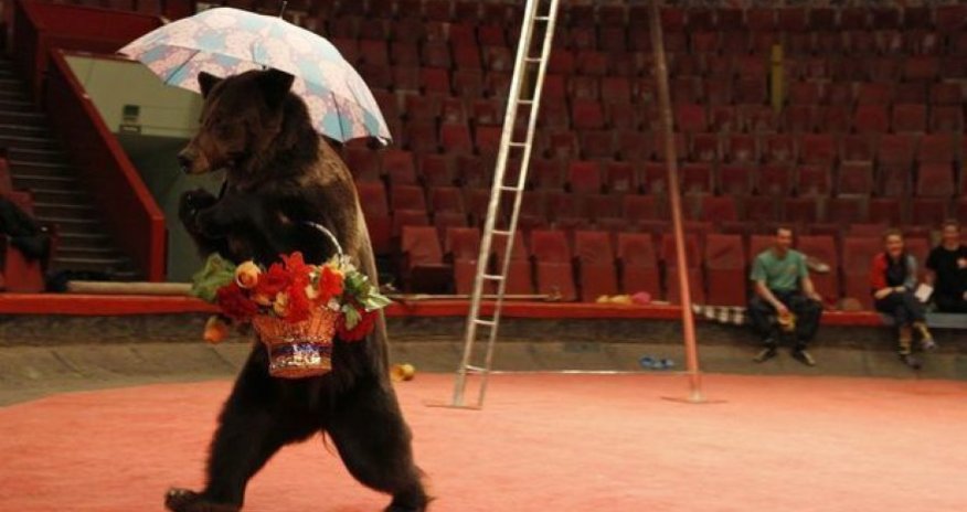 Медведь напал на дрессировщика на глазах у зрителей - ВИДЕО