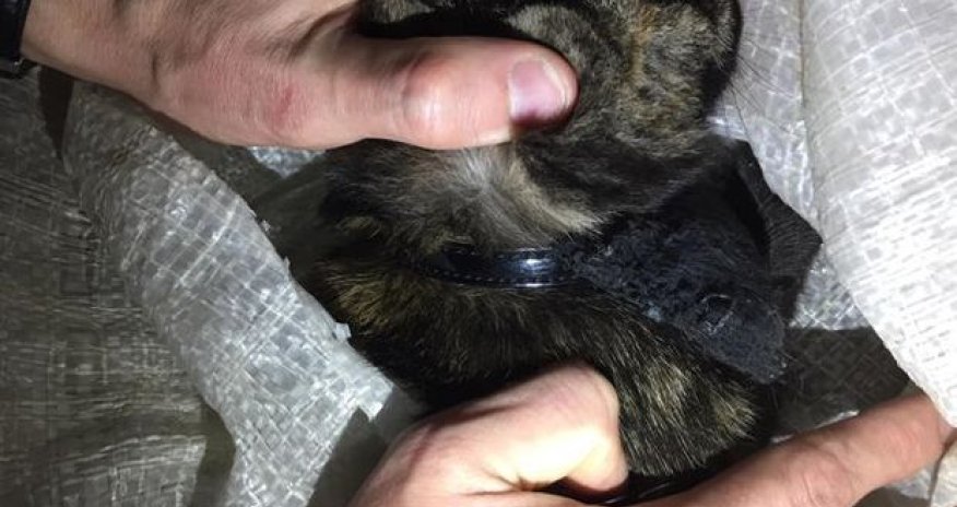 Narko-kuryer pişik tutuldu - VİDEO