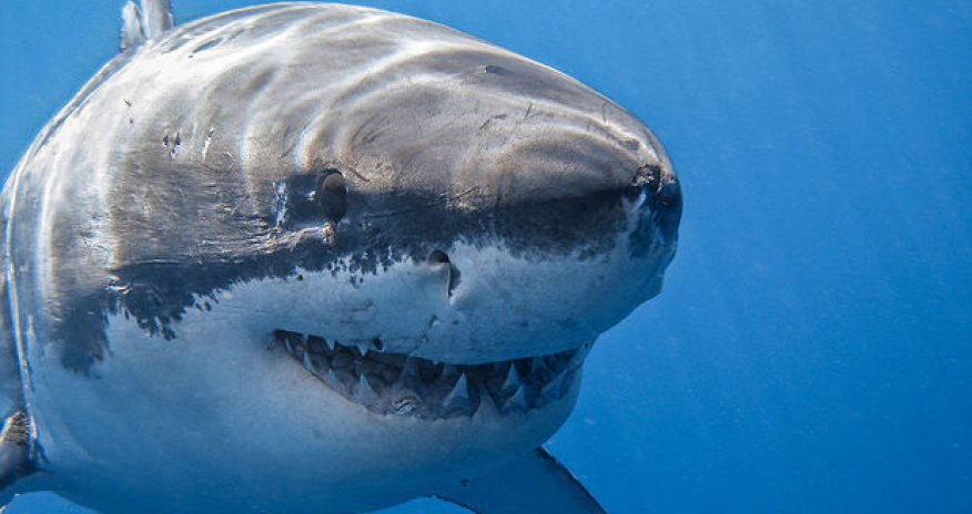 İtkin düşən turisti balinanın qarnından tapdılar - FOTO