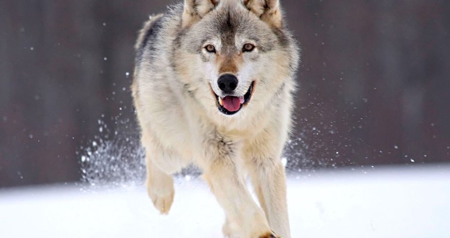 Azərbaycanda canavarların sayı açıqlanıb