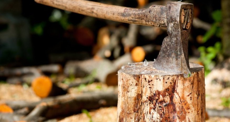 Минэкологии составило протокол в отношении дорожного управления Баку за незаконную вырубку деревьев