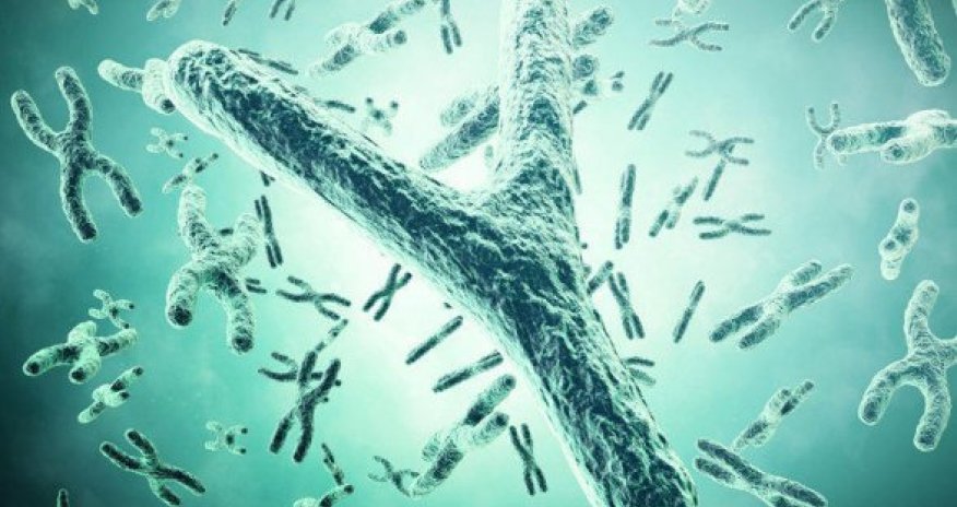 Британские ученые предсказали исчезновение мужского пола