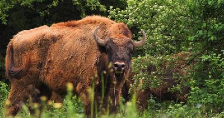 В Шахдагском национальном парке родился детеныш зубра