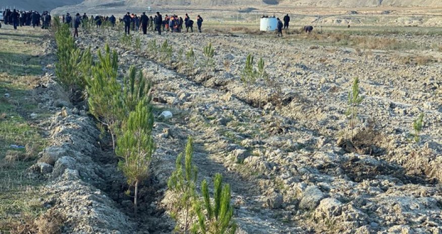 В Хызы прошла акция по посадке деревьев
