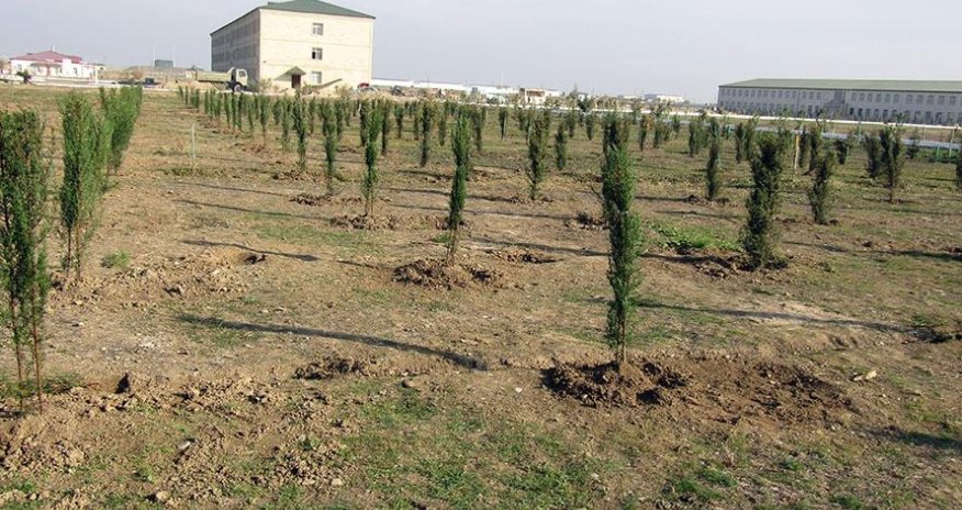 Azərbaycan Ordusu bu ay 200 mindən artıq ağac əkəcək
