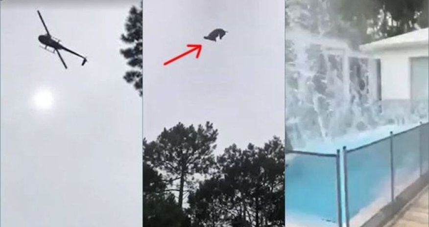 Milyonçunun hovuzuna helikopterdən heyvan atdılar – VİDEO
