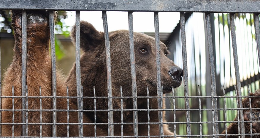 Bakı sakinlərinin çoxdan gözlədiyi XOŞ XƏBƏR - Zooparkın açılış vaxtı bilindi