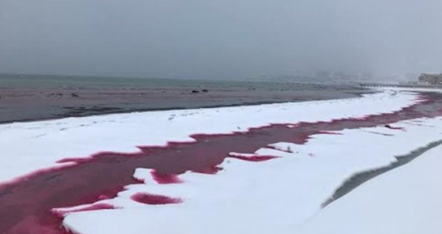 Xəzər suları “qana” boyandı, insanlar qorxuya düşdü - VİDEO