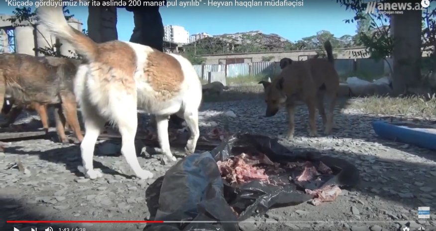 Küçədə gördüyümüz hər itə  200 manat pul ayrılıb. Bu pullar nəyə xərclənir? - VİDEO