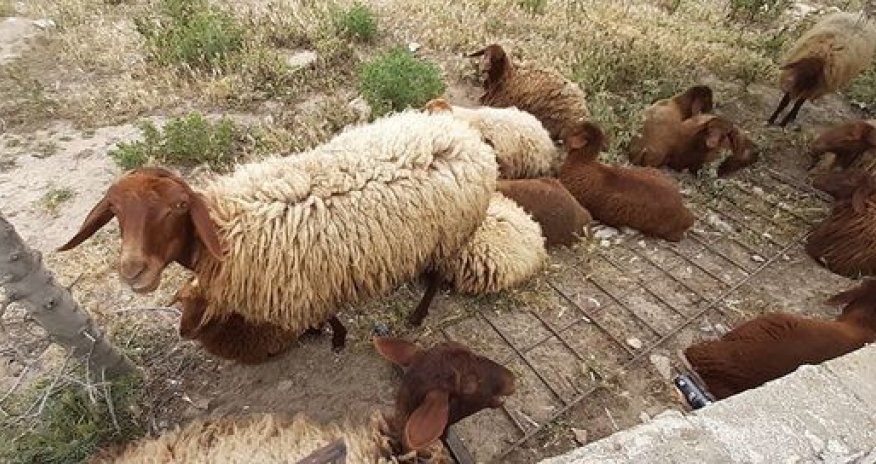 Şəhidlər bulağında qoyun saxlayırlar- FOTOLAR