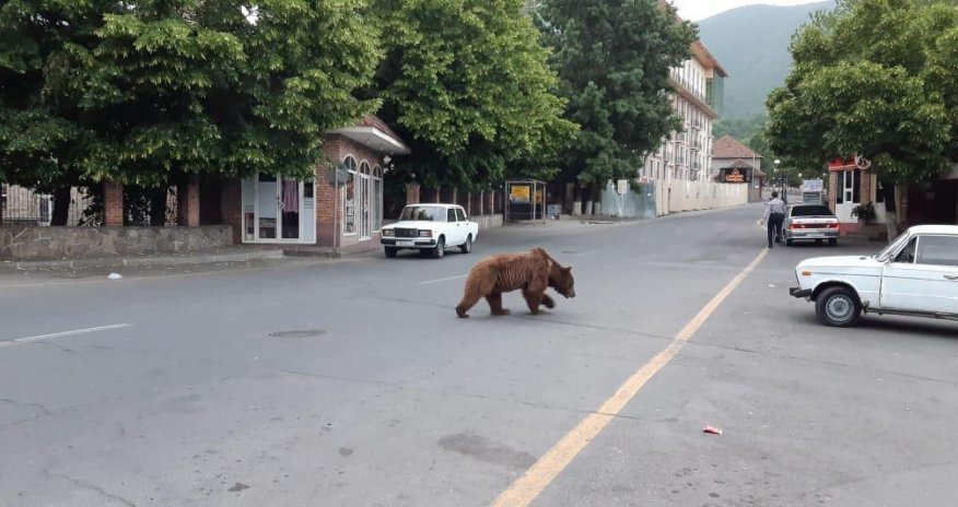 Vətəndaşlara XƏBƏRDARLIQ! Azərbaycanda şəhərin mərkəzində ayı peyda olub - Ehtiyatlı olun! - FOTO