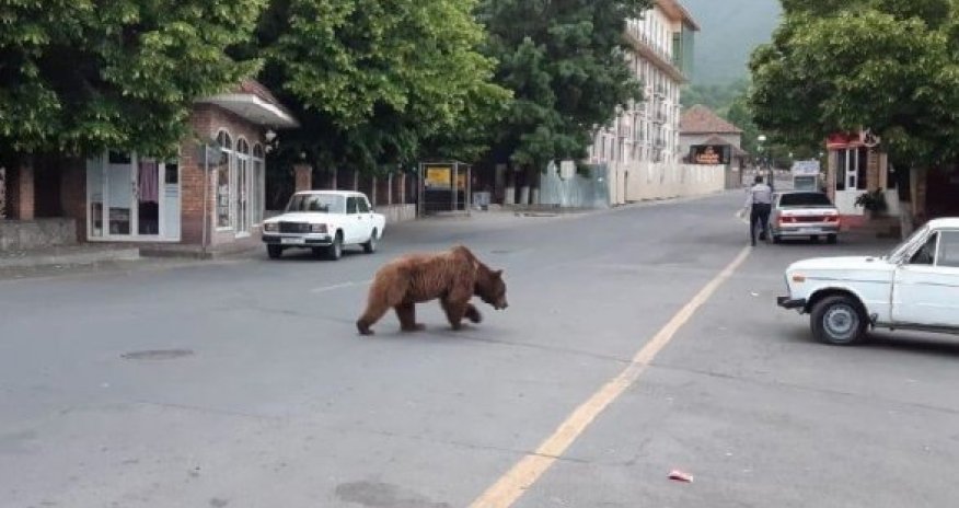 Медведь прогулялся по центру Шеки - ВИДЕО 