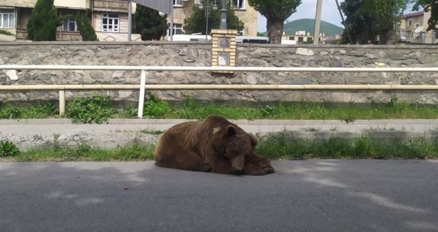 Бродившего в центре Шеки медведя поймали - ВИДЕО