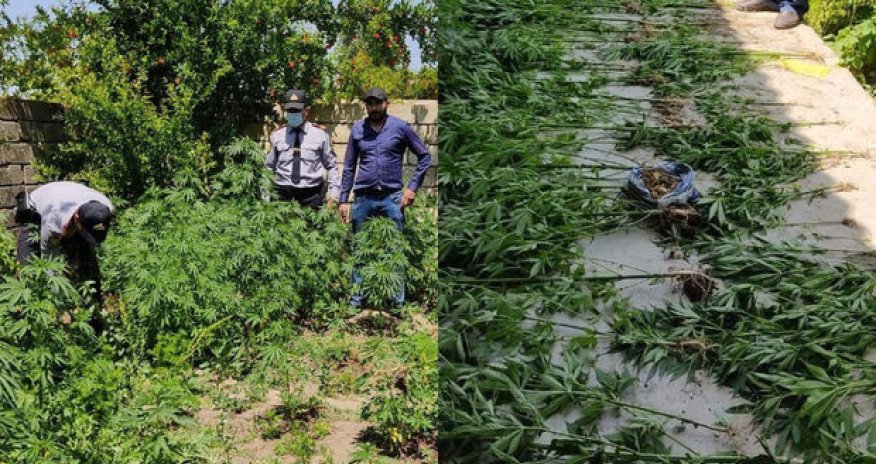 Saatlıda çətənə yetişdirən şəxs tutuldu - FOTO