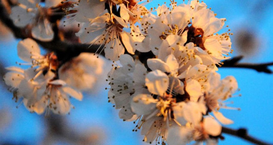 İyun ayına olan hava proqnozu