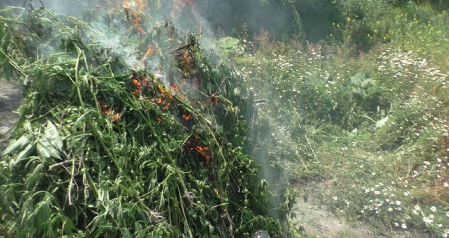 Zaqatalada 2,6 ton çətənə kolu məhv edildi