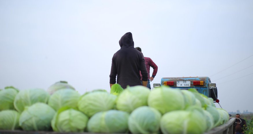Mərmilərin altında davam edən təsərrüfat - FOTOLAR