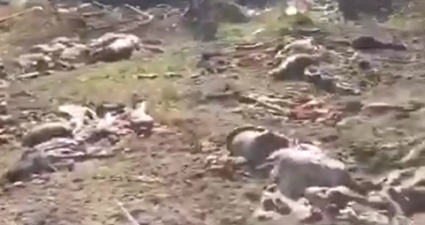 Ermənilər Kəlbəcərdə heyvanları bu hala saldılar - VİDEO