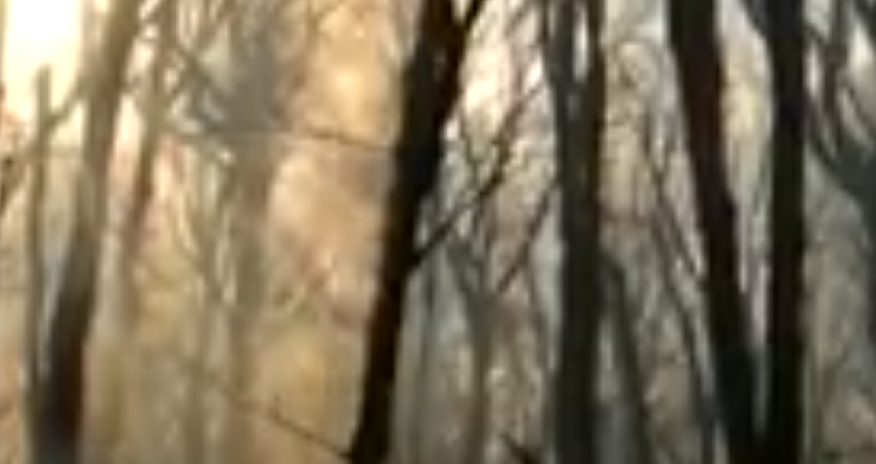 Hirkan milli parkı hələ də yanır - VİDEO