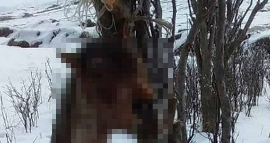 Gədəbəydə atı ağacdan asıblar