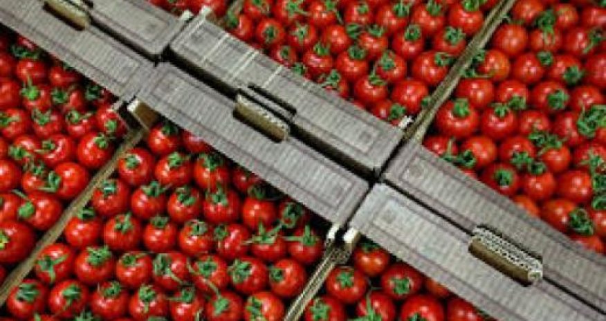 Россия с начала марта вернула в Азербайджан 18 тонн зараженных томатов