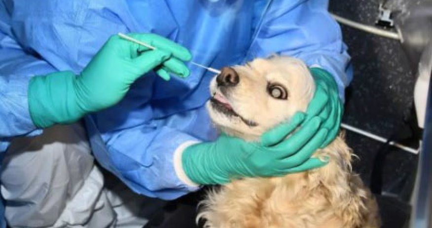 Bakıda it və pişiklərdən COVID-19 testi götürüldü
