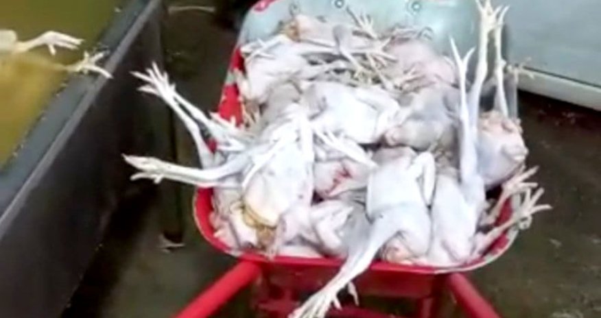 Bakıda toyuqları rəngləyib satan sex aşkarlanıb - VİDEO