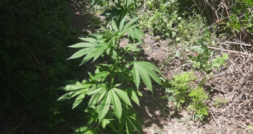 Beyləqanda çətənə bitkisi yetişdirən şəxs müəyyən edilib