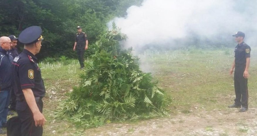 Qubada 3,2 ton narkotik tərkibli bitkilər məhv edildi